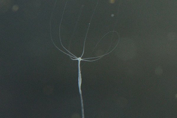 Kraken торговая площадка ссылка