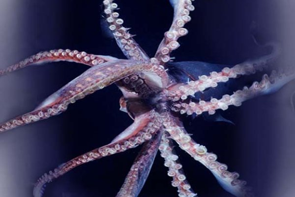 Kraken 5at