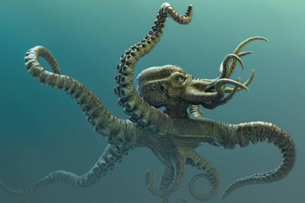 Kraken 24 top