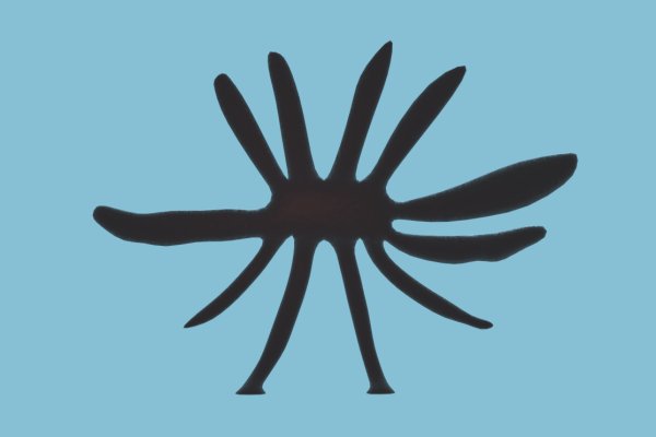 Kraken 12at